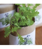 Plantes à Cultiver Et Manger Shungiku Cultivate & Eat- SEISHIN