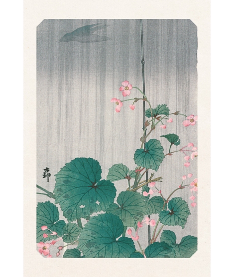 Carte Postale Begonias 10x15cm - Editions Jourdenuit