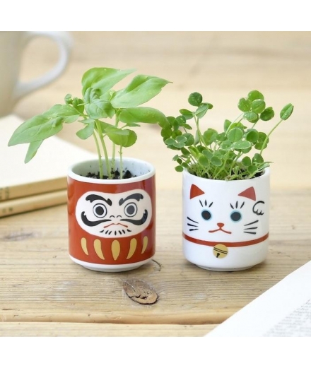 Mini Kit de Plantes à Faire Pousser Daruma - NOTED