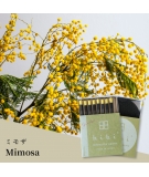 Bâtons D'Encens Mimosa - Hibi Garden