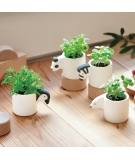 Monokuro Pingouin Plante A Faire Pousser / SEISHIN