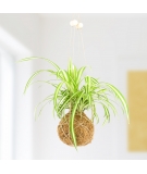 Kit Kokedama DIY / GIFT REPUBLIC