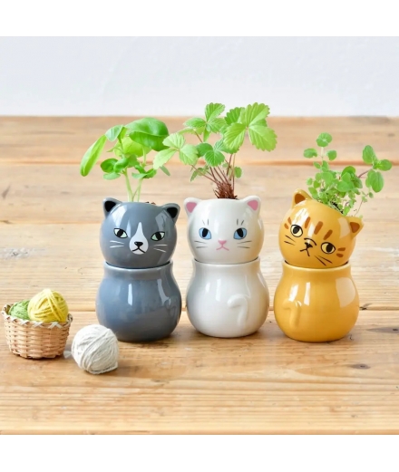 Chat Corocoro Plante à Faire Pousser Basilic - NOTED