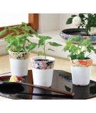 Épices Japonaises Yakumi à Cultiver - SEISHIN